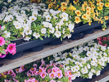 Actuellement, notre jardinerie est aussi ouverte le samedi !