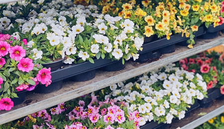 Actuellement, notre jardinerie est aussi ouverte le samedi !