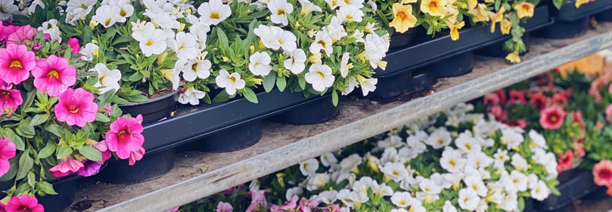Actuellement, notre jardinerie est aussi ouverte le samedi !