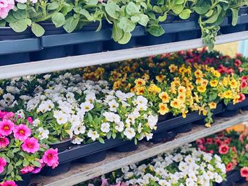 Blumen- und Pflanzenverkauf vom 6. Mai bis zum 4. Juni🌸🌱🌺