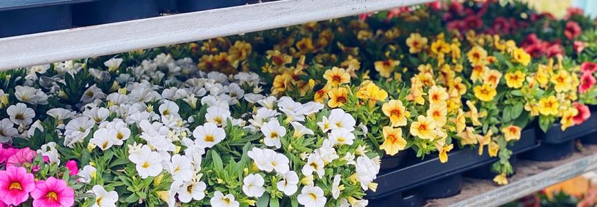 Blumen- und Pflanzenverkauf vom 6. Mai bis zum 4. Juni🌸🌱🌺