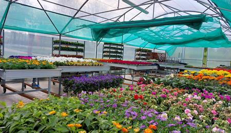 Notre vente de plantes reste ouverte pendant l'été! 🌺🌸