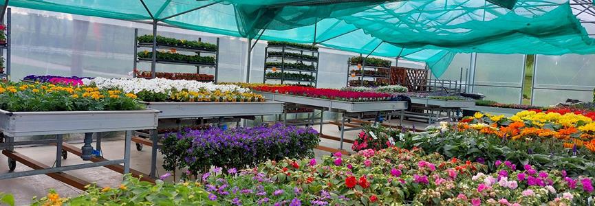 Notre vente de plantes reste ouverte pendant l'été! 🌺🌸