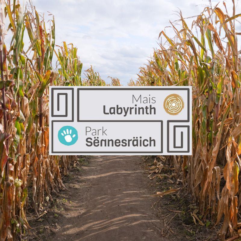 Labyrinthe de maïs - Actualités